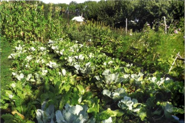 Борис Бублик, Виталий Гридчин - Умный огород круглый год