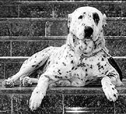 Светлана Ермакова - Среднеазиатская овчарка