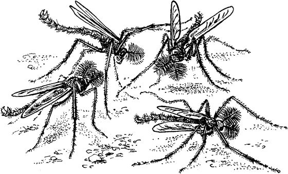 Павел Мариковский - Забытые острова