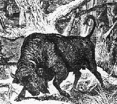 Наталья Гусева - Русский Север - прародина индославов