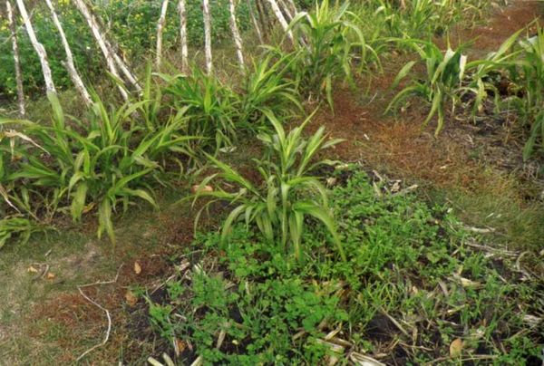 Борис Бублик, Виталий Гридчин - Умный огород круглый год