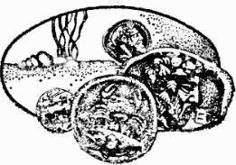 Жак-Ив Кусто, Ив Паккале и др. - В поисках Атлантиды