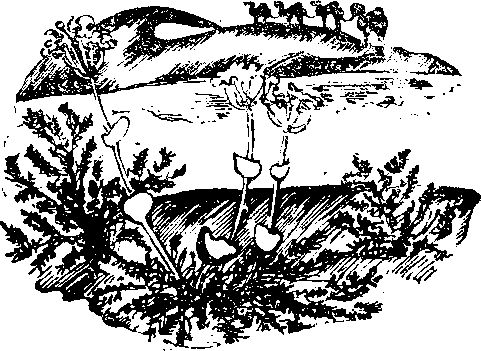 Василий Шаталов - Золотая подкова (сборник)