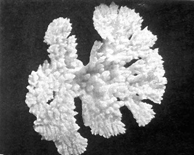 Даниил Богданов - Тропический океан