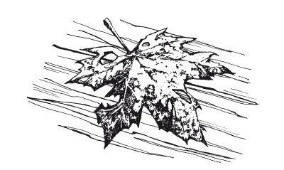 Максим Жмакин - Выращивание основных видов плодовых и ягодных культур...