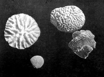 Даниил Богданов - Тропический океан