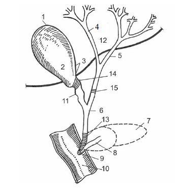 Коллектив авторов - Диетология: Руководство