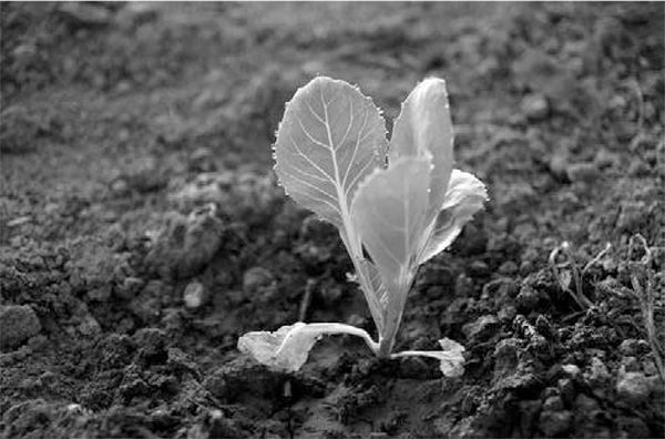 Александр Логунов - Мудрые мысли о дружбе