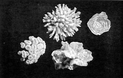Даниил Богданов - Тропический океан
