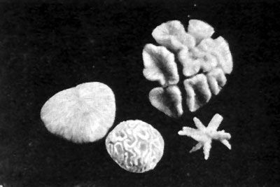 Даниил Богданов - Тропический океан