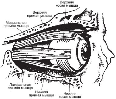 Игорь Афонин - Сними очки за 10 занятий
