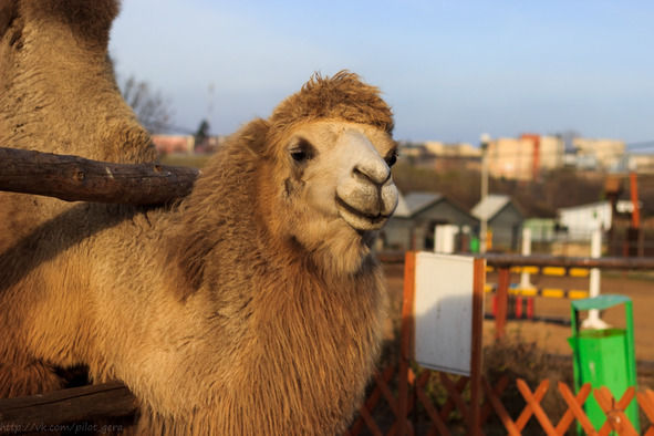 Гермина Нагаева - Минск. Самостоятельные путешествия