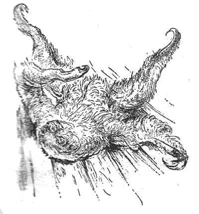 Джеральд Даррел - Три билета до Эдвенчер. Путь кенгуренка