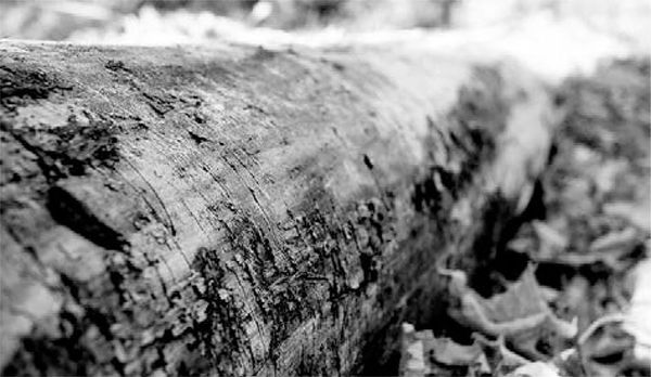 Александр Логунов - Мудрые мысли о дружбе