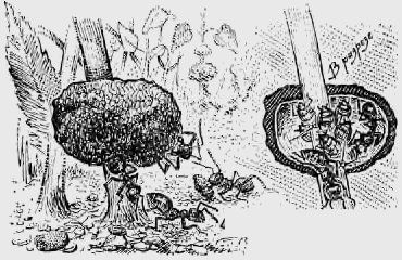 Виктор Гребенников - В стране насекомых. Записки и зарисовки энтомолога и художника