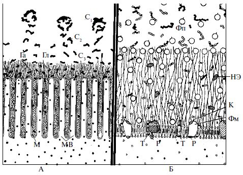 Коллектив авторов - Диетология: Руководство