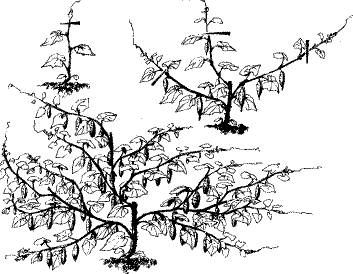 Николай Курдюмов - Умный огород