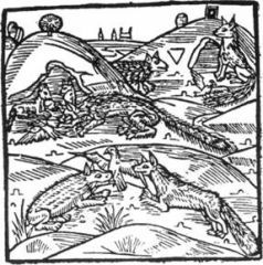 Средневековая литература - История хитрого плута, лиса Рейнарда