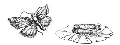 Максим Жмакин - Выращивание основных видов плодовых и ягодных культур...