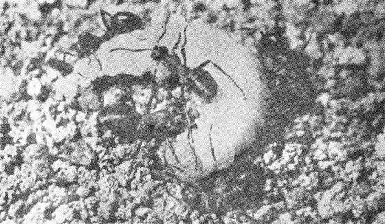 Павел Мариковский - Маленькие труженики пустыни