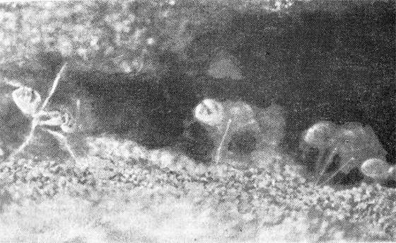 Павел Мариковский - Маленькие труженики пустыни