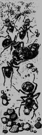 Виктор Гребенников - В стране насекомых. Записки и зарисовки энтомолога и художника