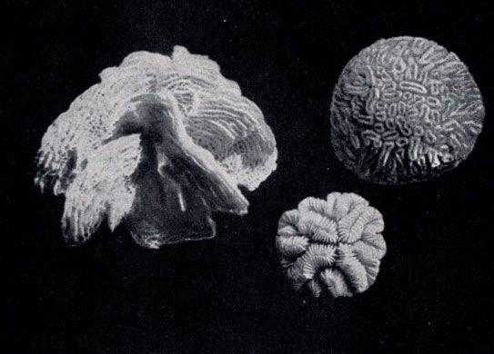 Даниил Богданов - Тропический океан