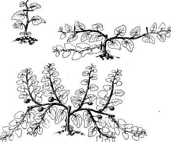 Николай Курдюмов - Умный огород