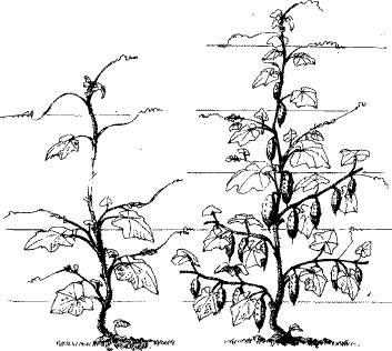 Николай Курдюмов - Умный огород