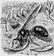 Виктор Гребенников - В стране насекомых. Записки и зарисовки энтомолога и художника