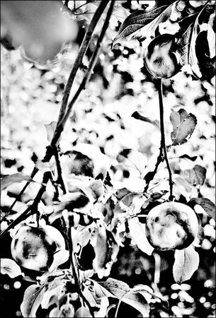 Анна Бену - Танцующие с волками. Символизм сказок и мифов мира