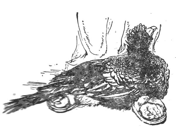 Джеральд Даррел - Три билета до Эдвенчер. Путь кенгуренка