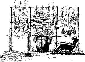 Николай Курдюмов - Умный огород