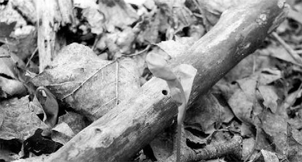 Александр Логунов - Мудрые мысли о дружбе