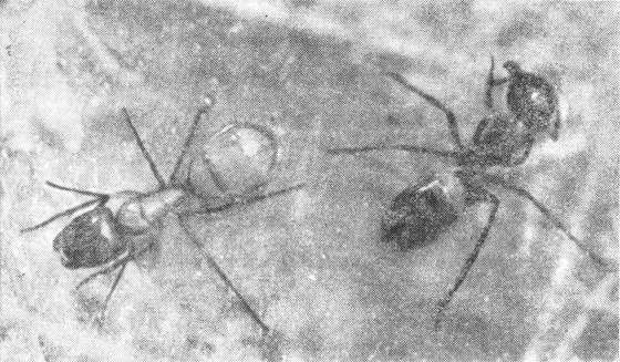 Павел Мариковский - Маленькие труженики пустыни