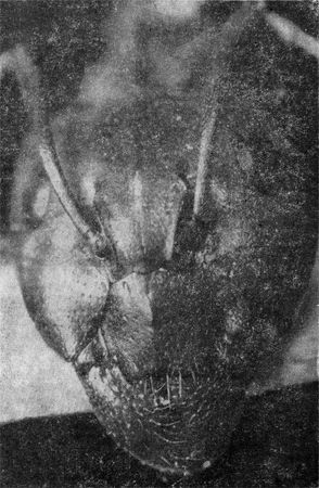 Павел Мариковский - Маленькие труженики пустыни