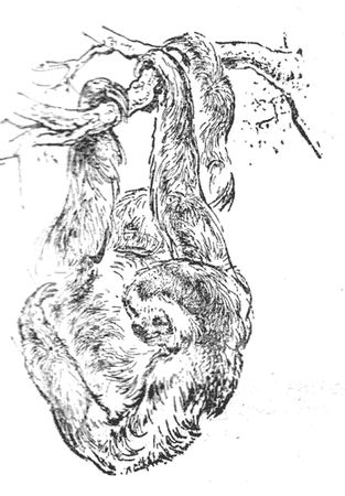 Джеральд Даррел - Три билета до Эдвенчер. Путь кенгуренка