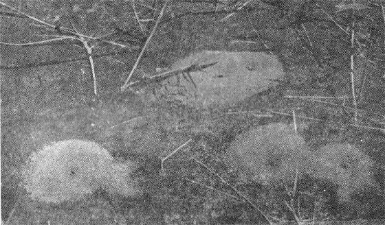 Павел Мариковский - Маленькие труженики пустыни