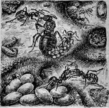 Виктор Гребенников - В стране насекомых. Записки и зарисовки энтомолога и художника