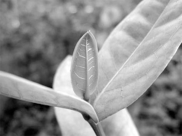 Александр Логунов - Мудрые мысли о дружбе