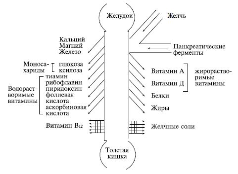 Коллектив авторов - Диетология: Руководство