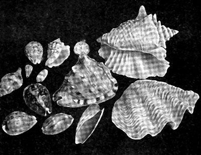 Даниил Богданов - Тропический океан