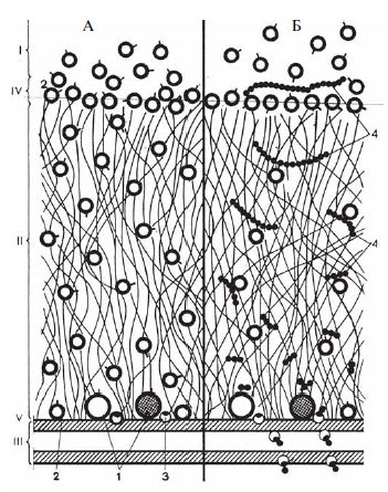 Коллектив авторов - Диетология: Руководство