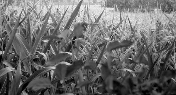 Александр Логунов - Мудрые мысли о дружбе