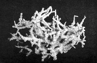 Даниил Богданов - Тропический океан