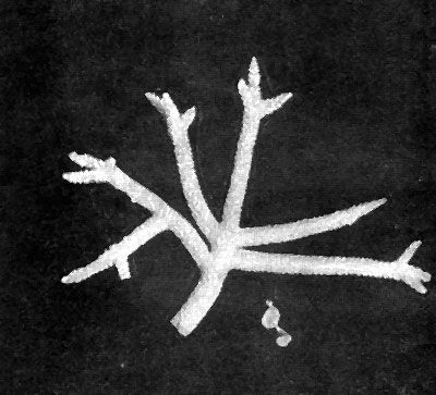 Даниил Богданов - Тропический океан