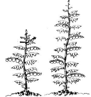 Николай Курдюмов - Умный огород