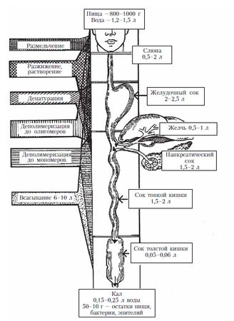 Коллектив авторов - Диетология: Руководство