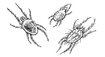 Максим Жмакин - Выращивание основных видов плодовых и ягодных культур...
