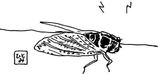 Ксения Головина, Елена Кожурина - Япония нестандартный путеводитель